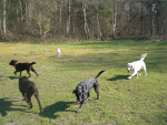 Hundebetreuung in Hamburg. 